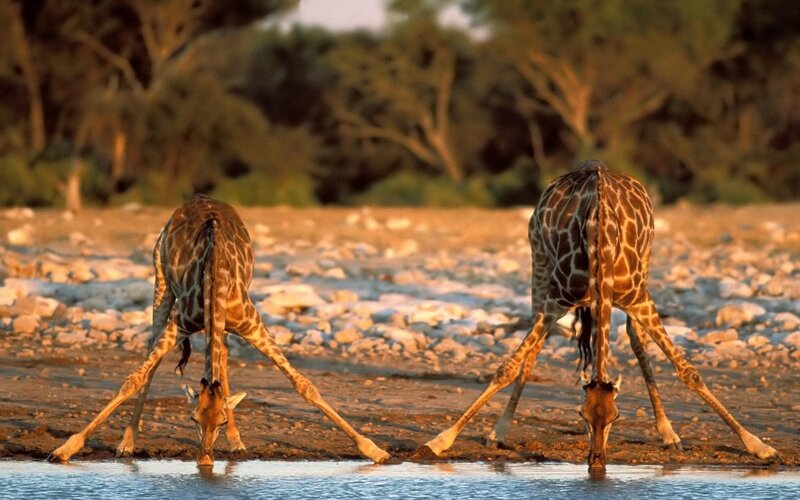 Two Giraffes Drinking — Brown, Calm, Sunset, Photograph, Giraffe
