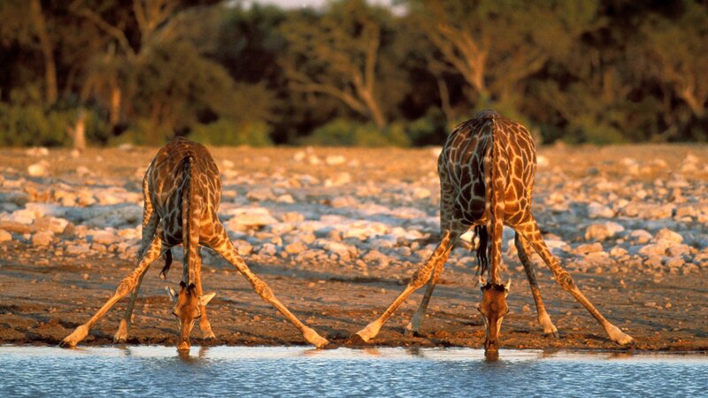 Two Giraffes Drinking — Brown, Calm, Sunset, Photograph