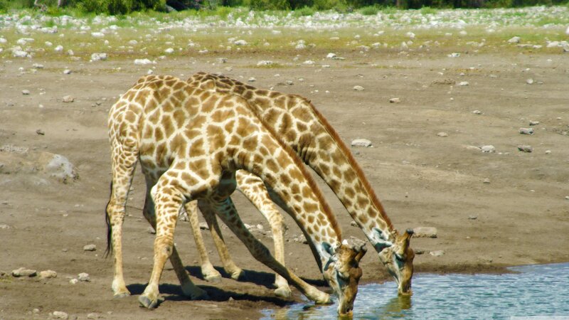 Two Giraffes Drinking — Brown, Calm