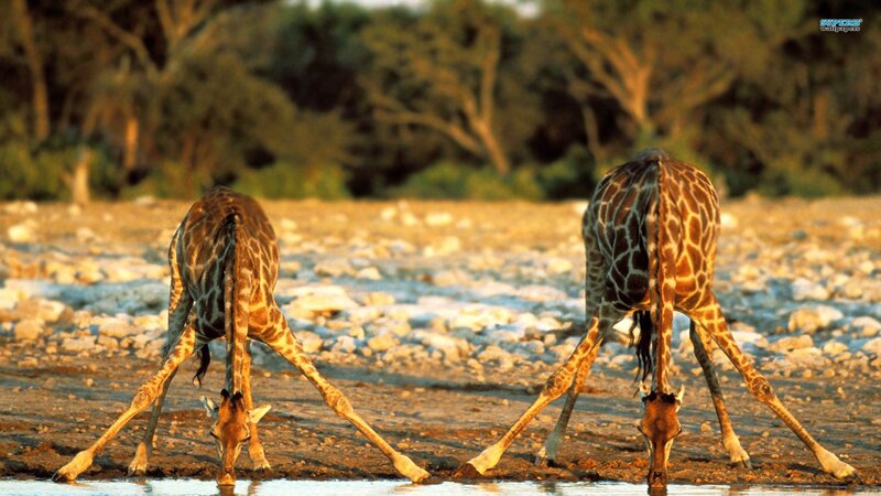 Two Giraffes Drinking — Brown, Serene, Sunset, Photograph, Giraffe