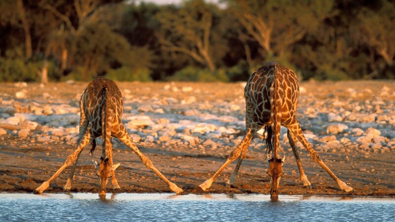 Two Giraffes Drinking — Brown, Serene, Sunset, Photograph, Water