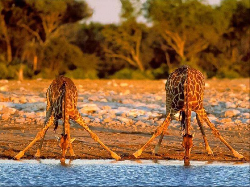 Two Giraffes Drinking