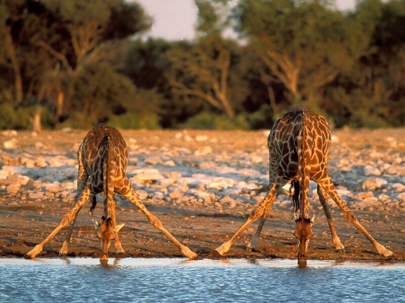 Two giraffes drinking water