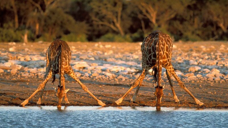 Two giraffes drinking water