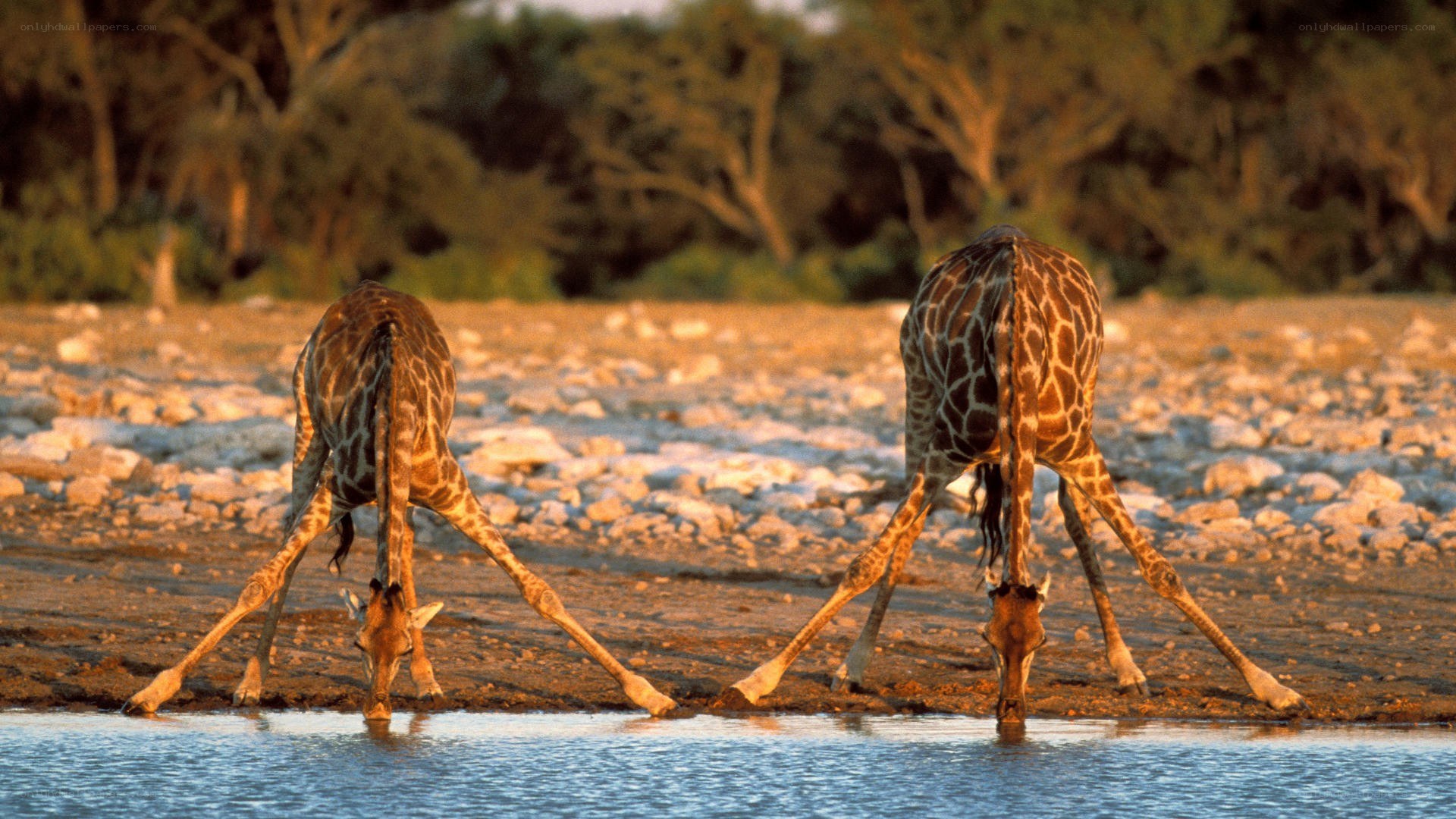 Two giraffes drinking water