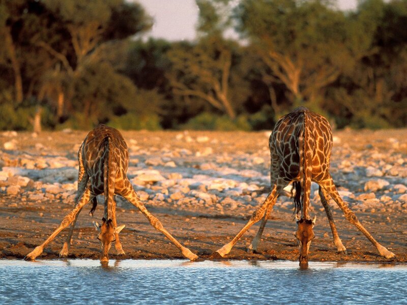 Two giraffes drinking water