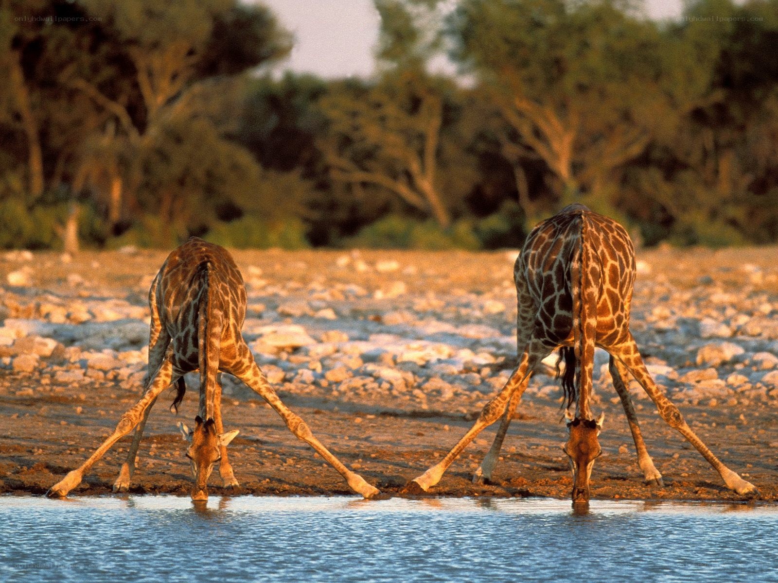 Two giraffes drinking water