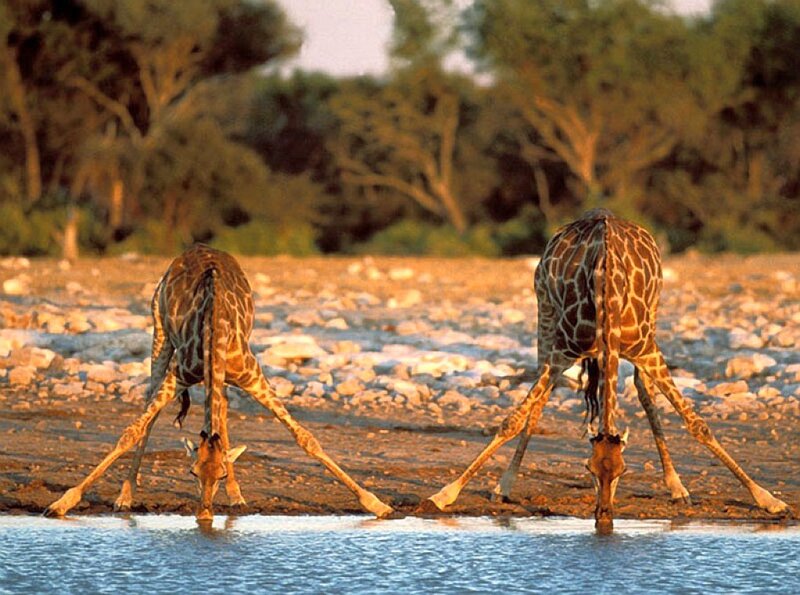 Two Giraffes Drinking Water — Brown