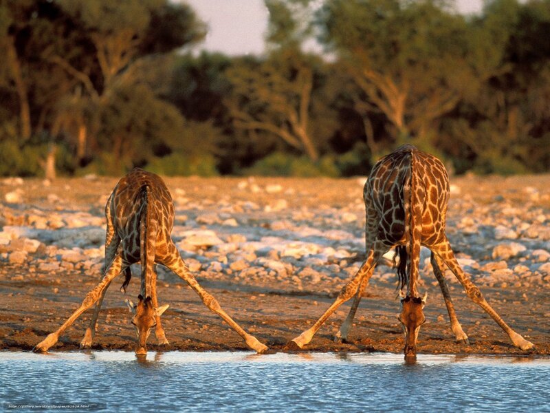 Two giraffes drinking water