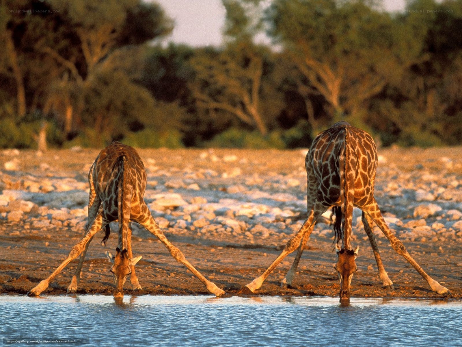 Two giraffes drinking water