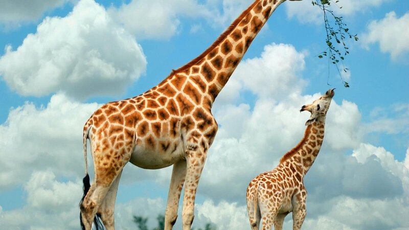 Two Giraffes Eating — Blue, Calm, Afternoon