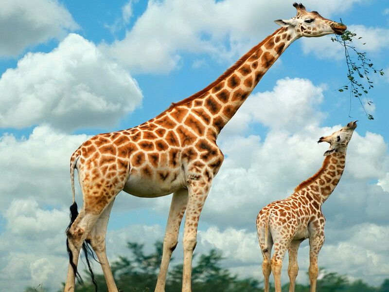 Two Giraffes Eating — Blue, Calm