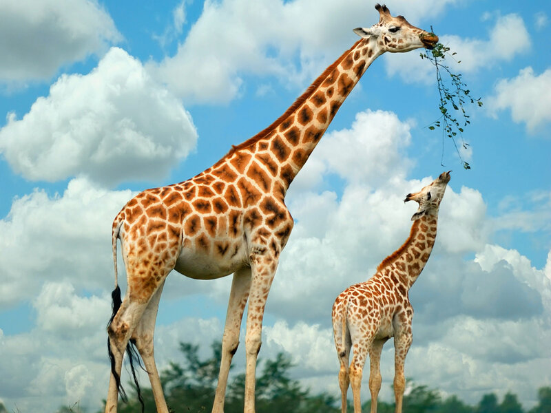 Two Giraffes Eating — Blue, Serene, Afternoon