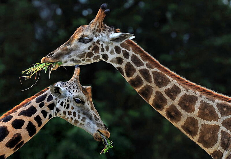 Two Giraffes Eating — Brown