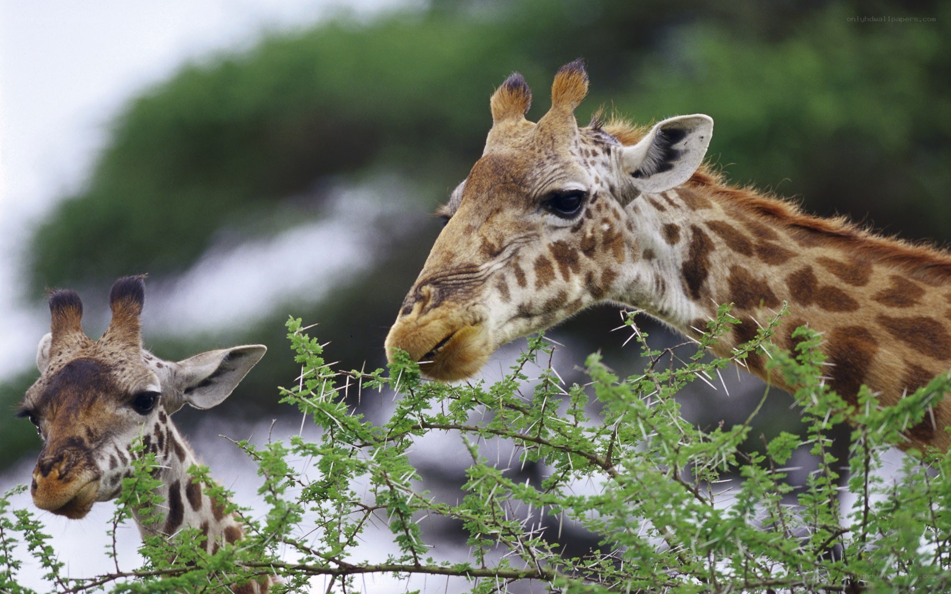 Two giraffes eating from a bush
