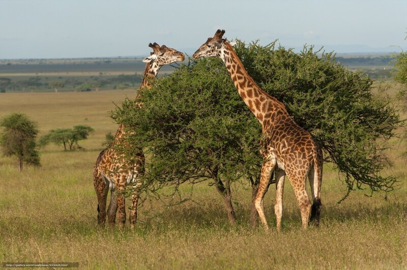 Two giraffes eating from a bush