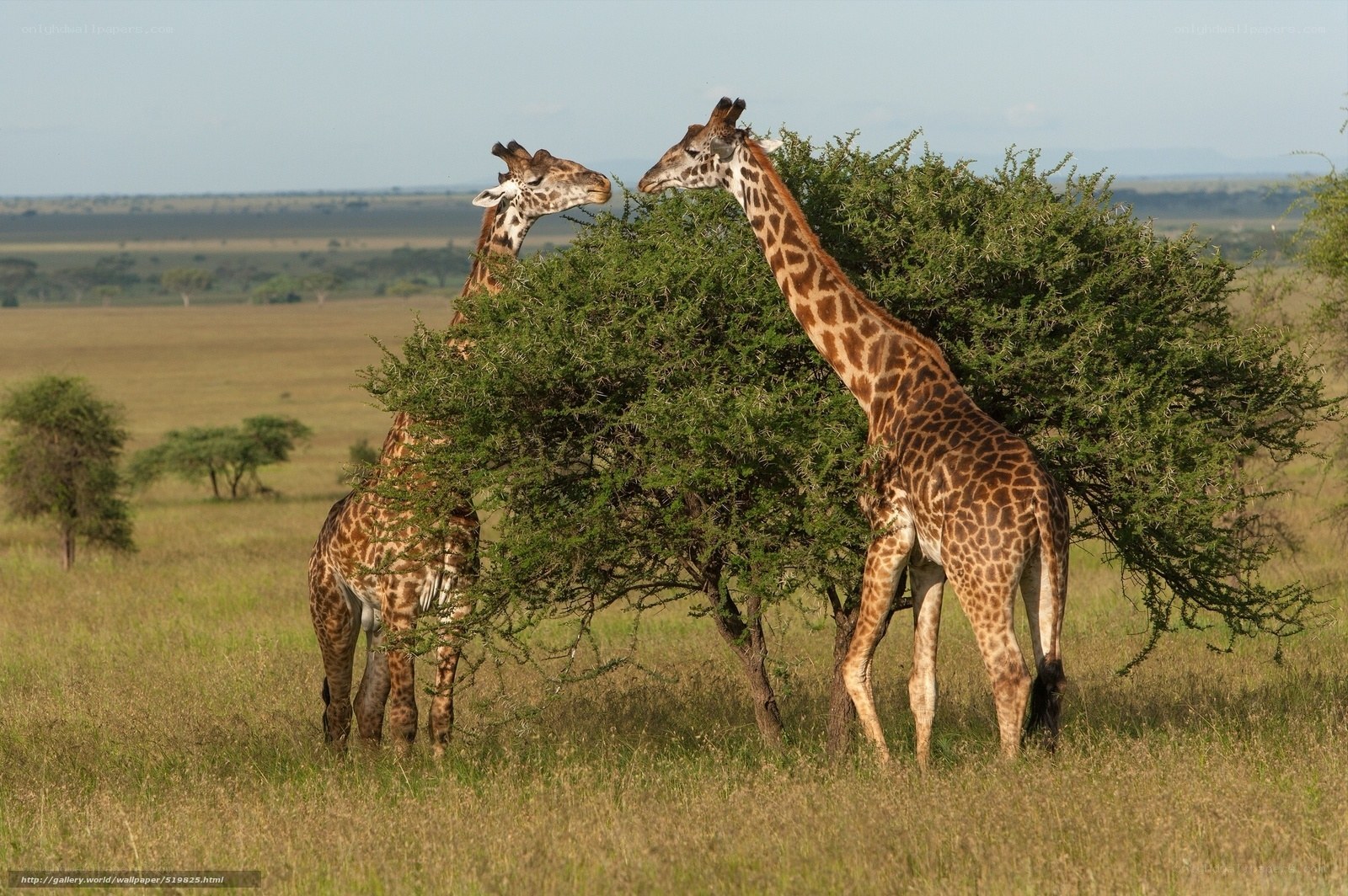 Two giraffes eating from a bush