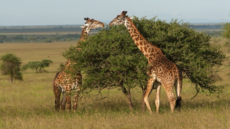 Two Giraffes Eating — Green, Calm