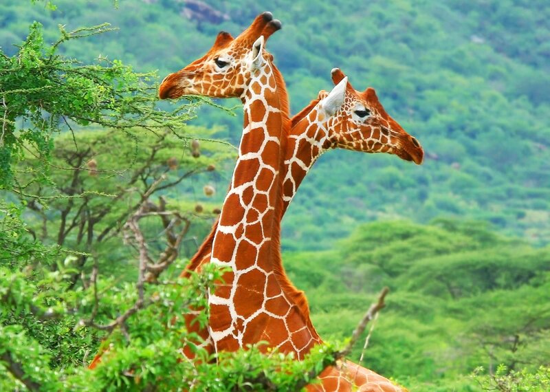 Two Giraffes Eating — Green, Serene