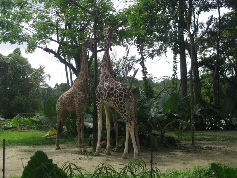 Two Giraffes Eating — Green