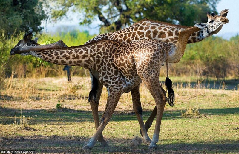 Two Giraffes Fighting