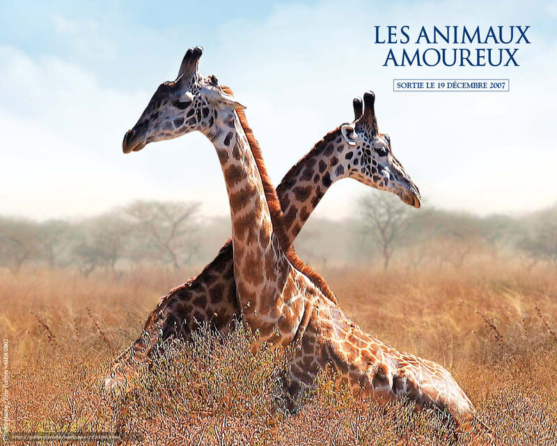Two giraffes in a field