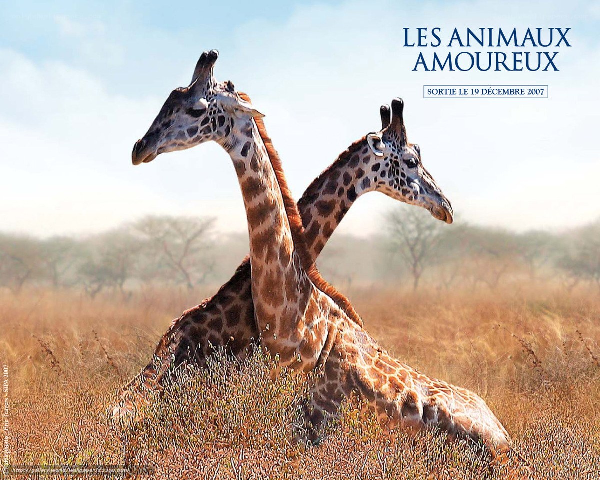 Two giraffes in a field