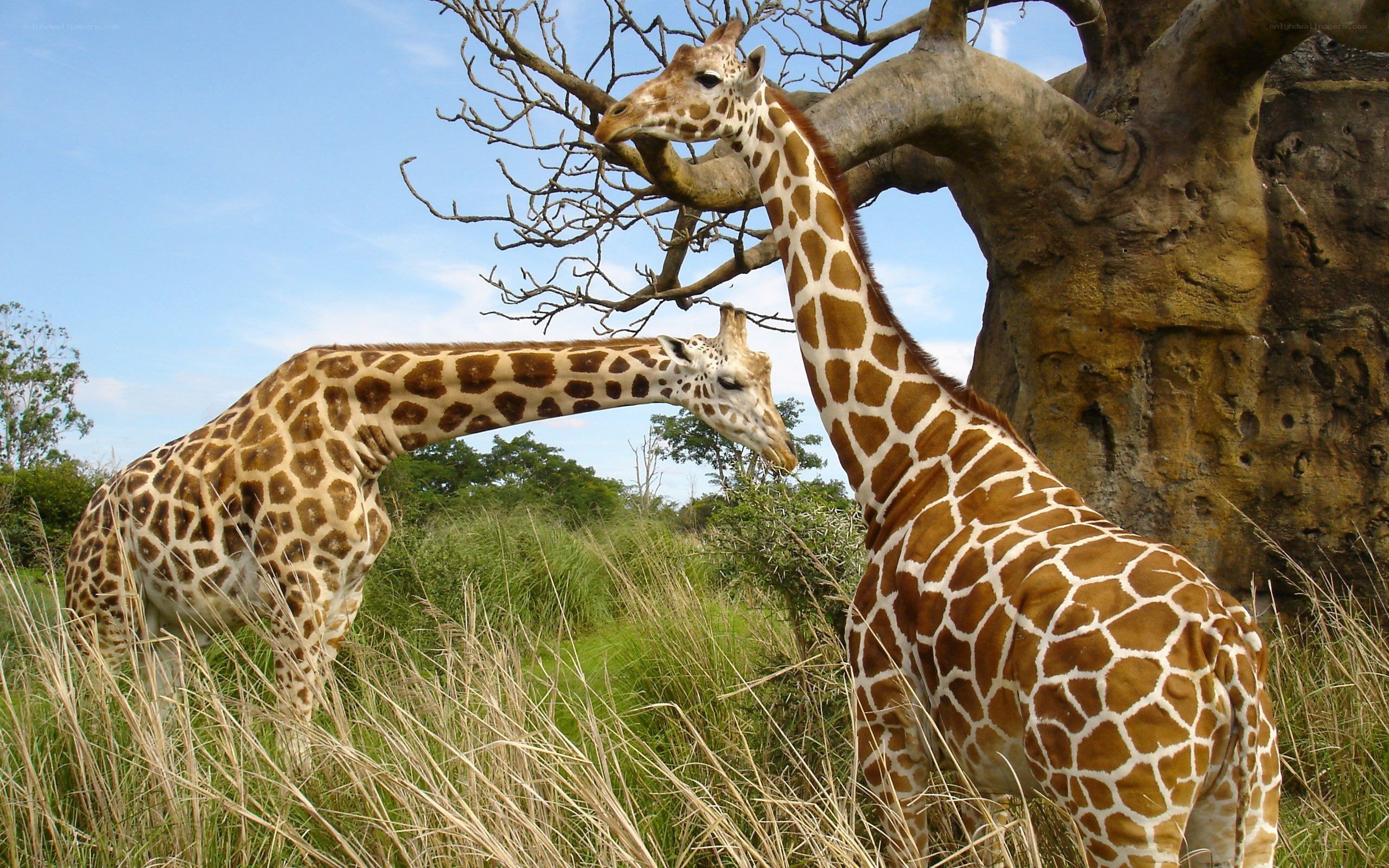 Two giraffes in a grassy field