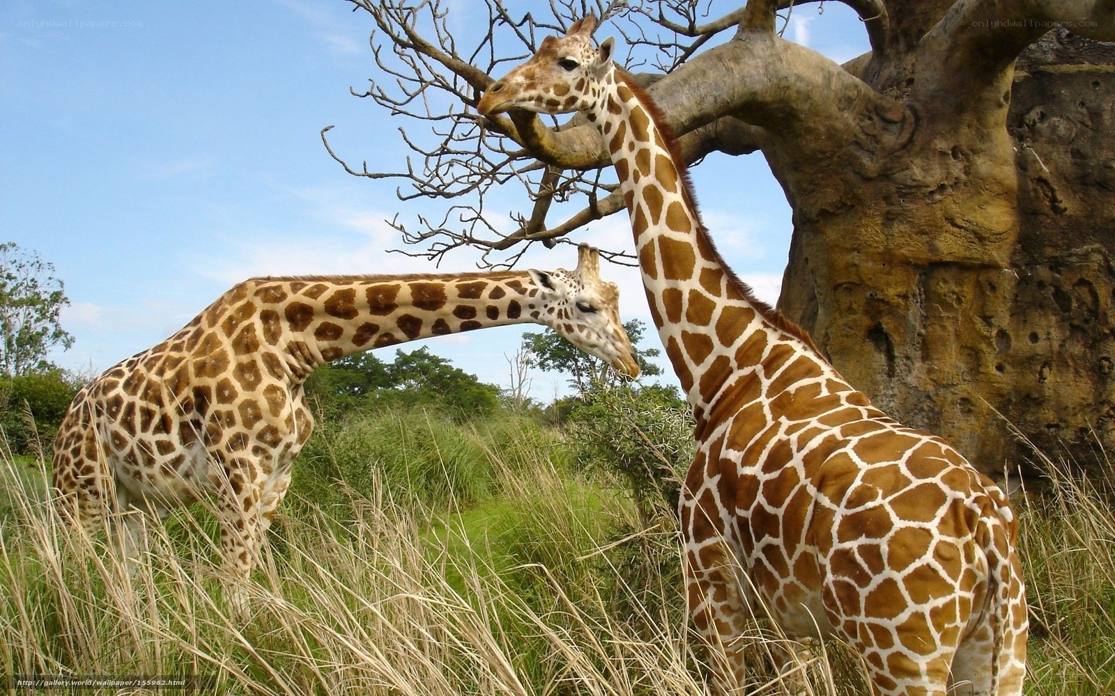 Two giraffes in a grassy field