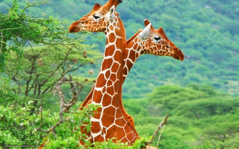 Two giraffes in a green landscape