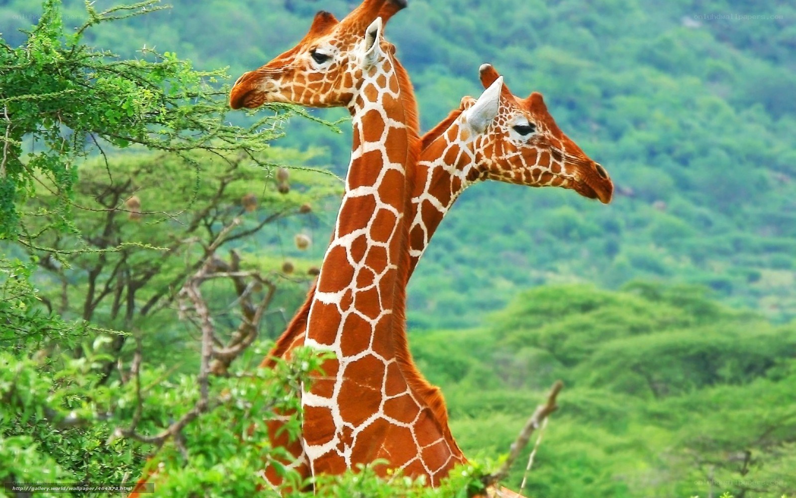 Two giraffes in a green landscape