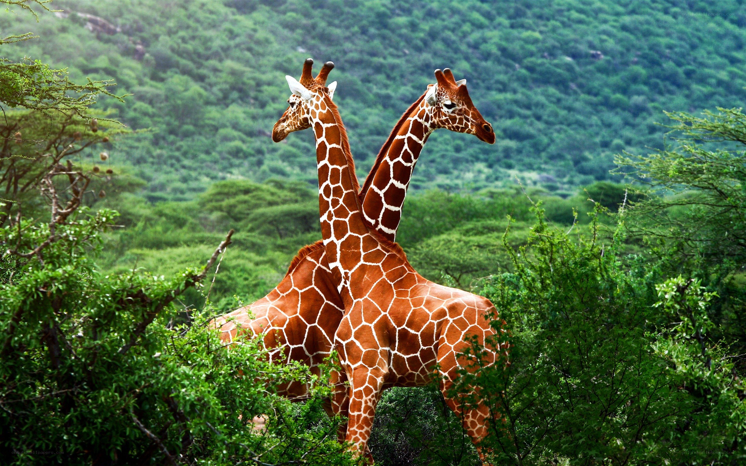 Two giraffes in a lush forest
