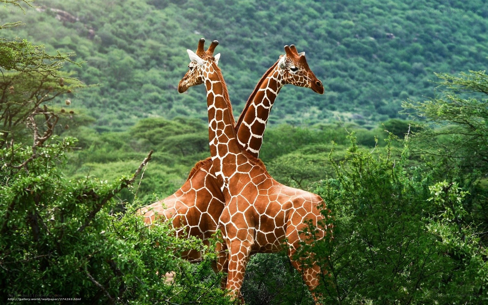 Two giraffes in a lush forest