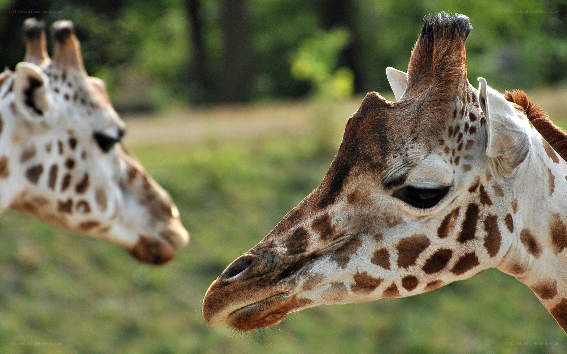 Two giraffes in a natural setting