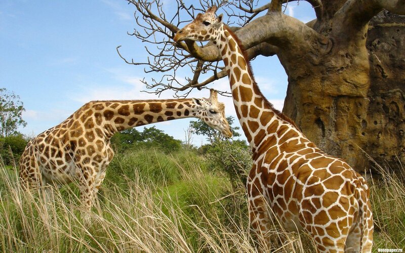 Two giraffes in a savanna