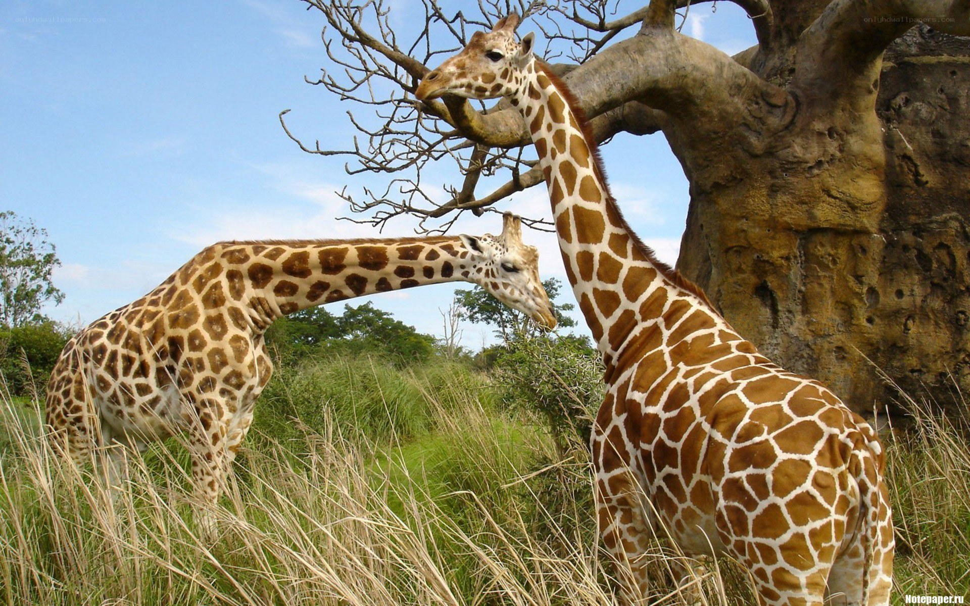 Two giraffes in a savanna