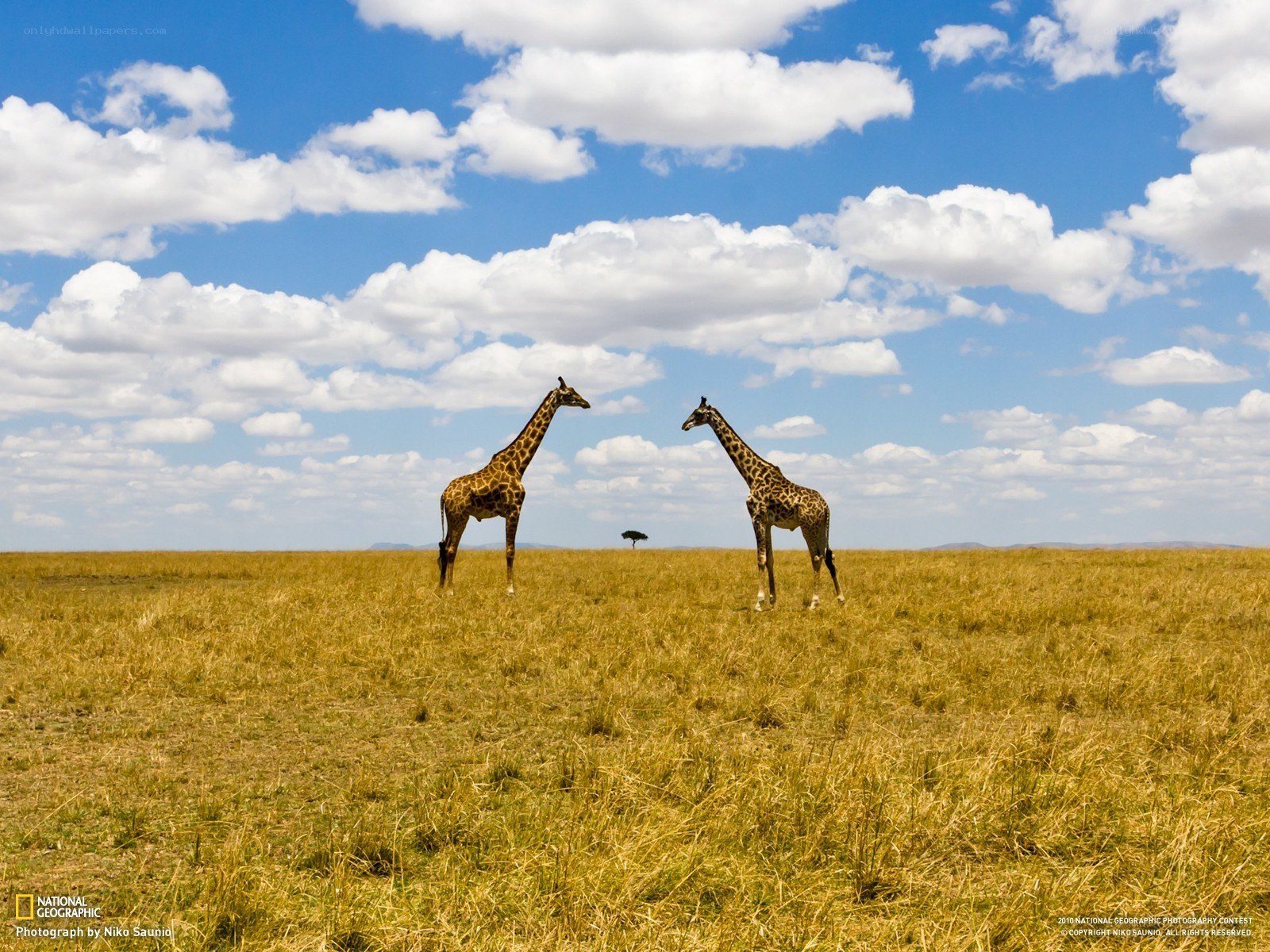 Two giraffes in a savanna