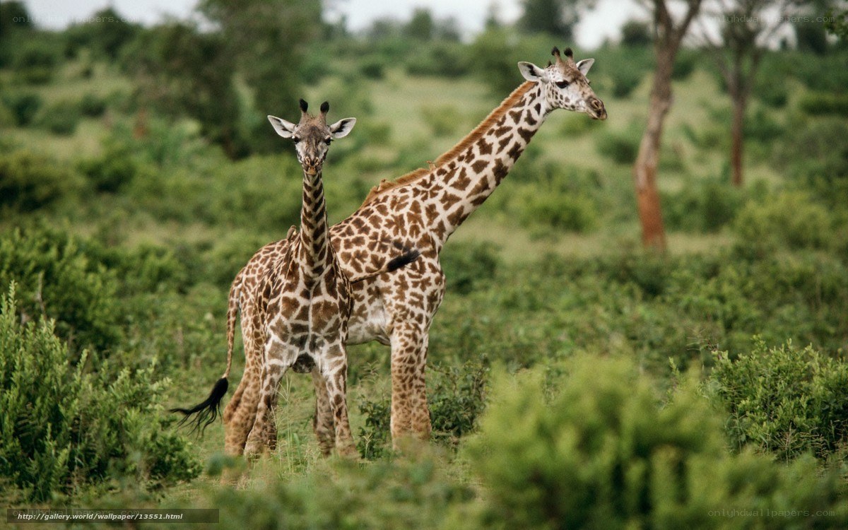 Two giraffes in a savanna