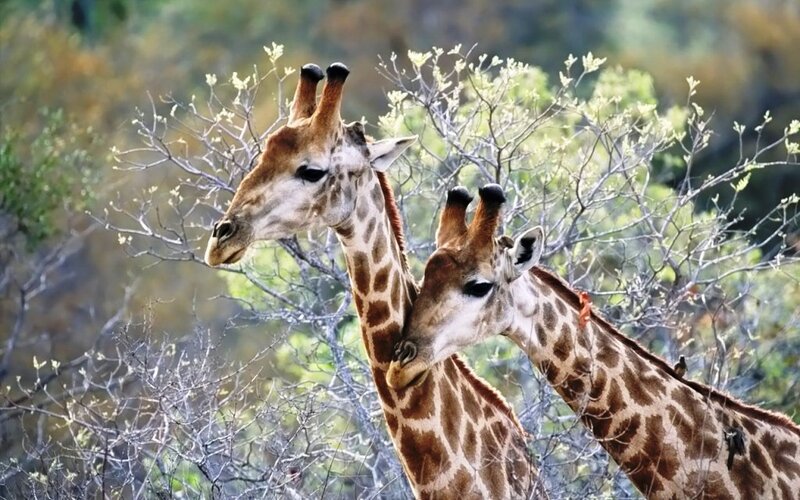 Two Giraffes in Bush