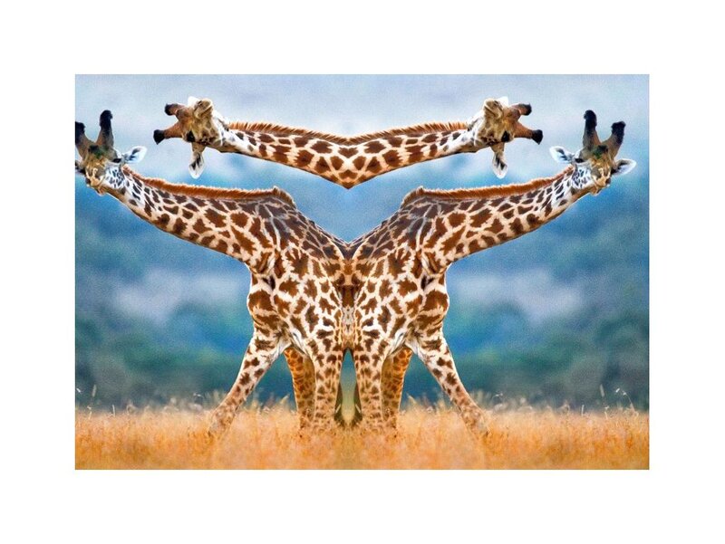 Two Giraffes in Field — Brown, Calm