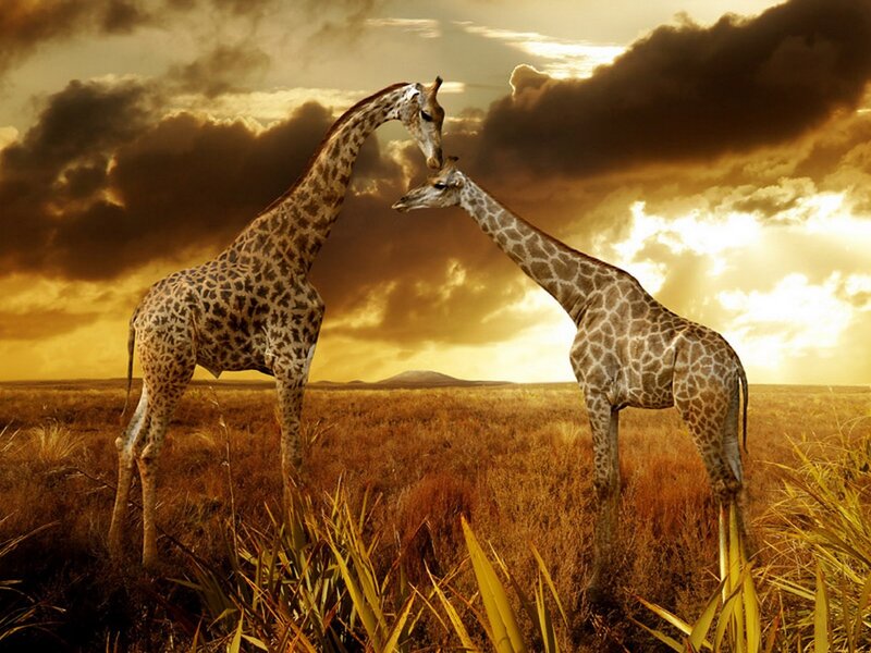 Two Giraffes in Field — Brown, Dramatic, Sunset