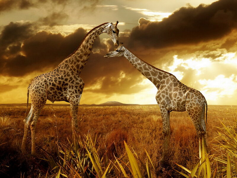 Two Giraffes in Field — Brown
