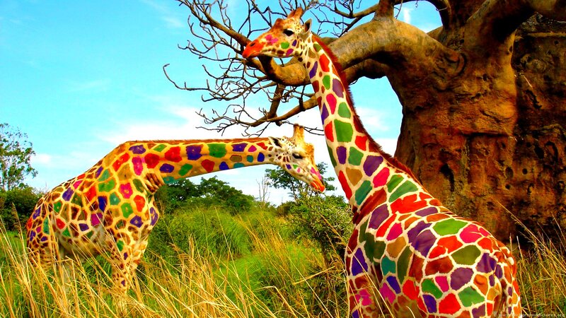 Two Giraffes in Field — Green, Natural