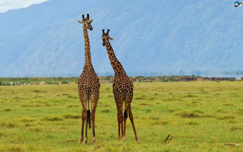 Two Giraffes in Field — Green