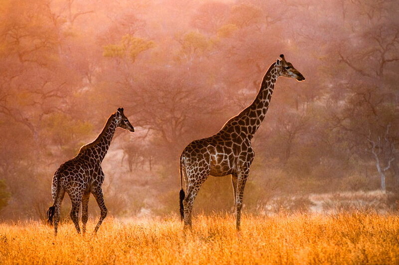 Two Giraffes in Field