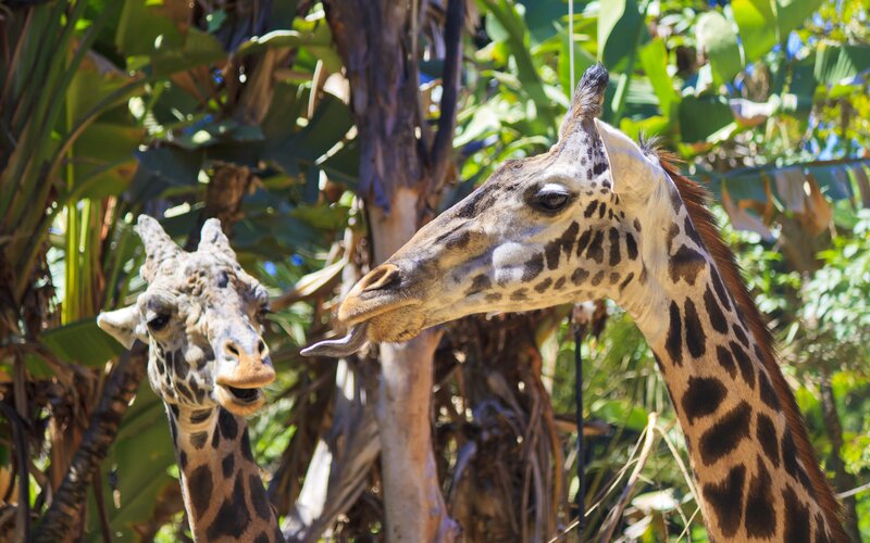 Two Giraffes in Foliage