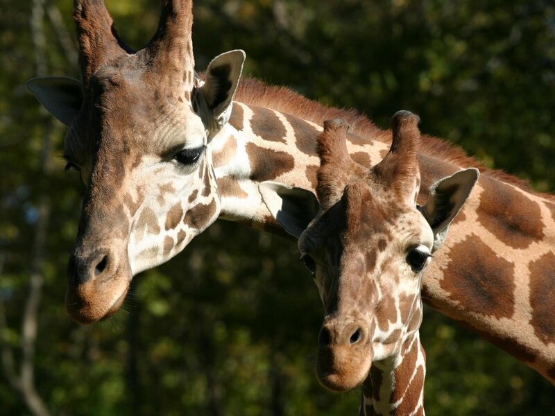 Two Giraffes in Forest
