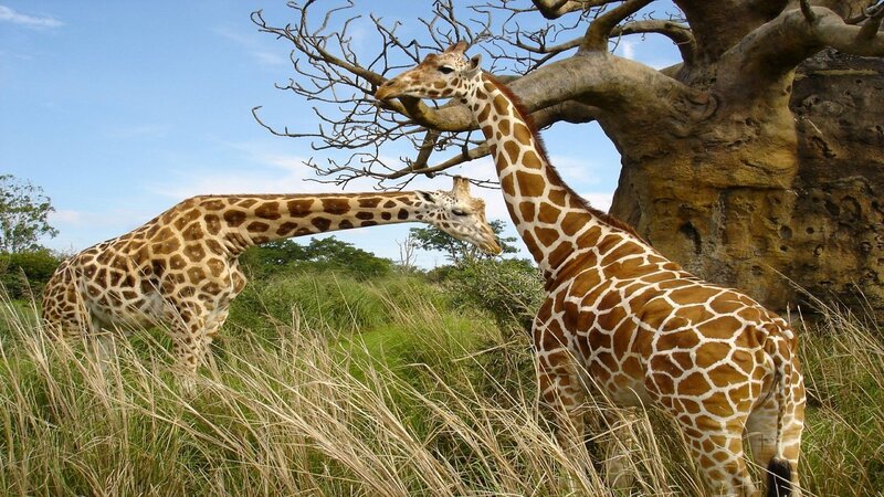 Two Giraffes in Grass — Brown, Calm, Afternoon