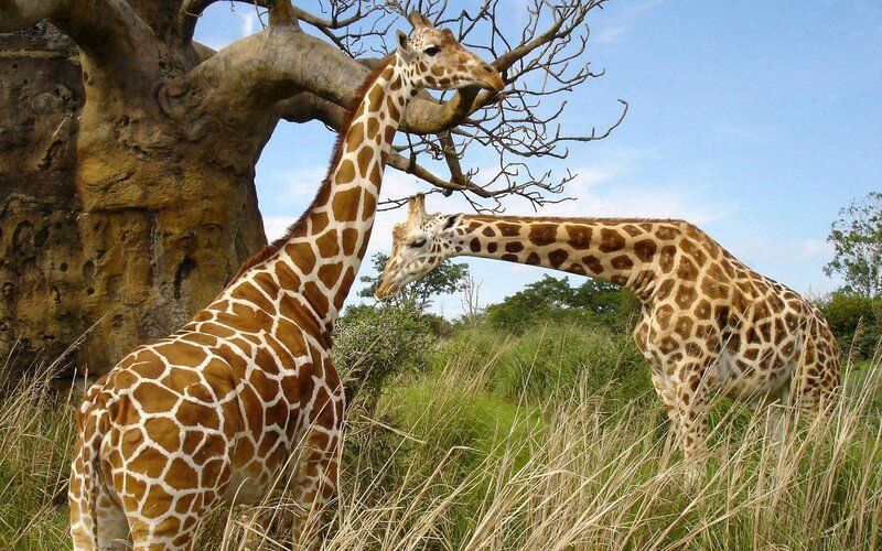 Two Giraffes in Grass — Brown, Calm