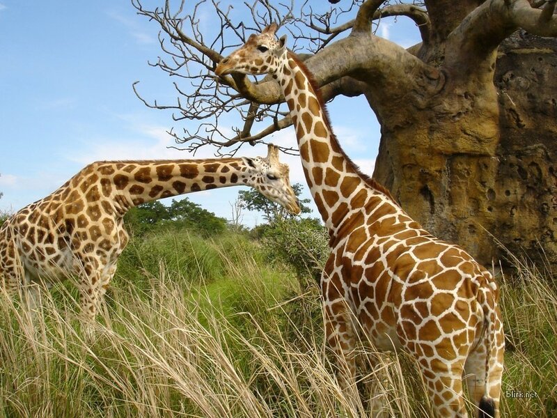 Two Giraffes in Grass — Brown, Serene, Afternoon, Photograph, Tree